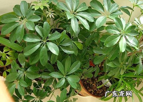 鹅掌木怎么养才会茂盛