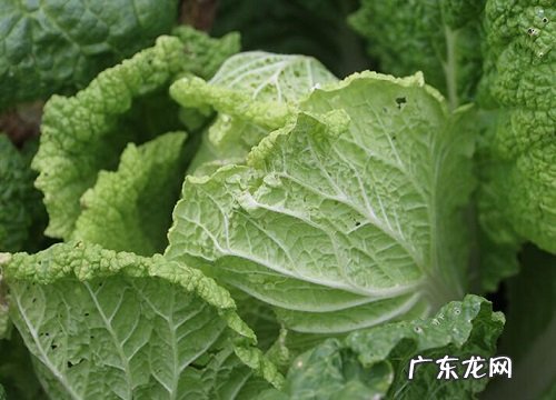 白菜怕冷还是怕热