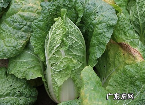 白菜怕冷还是怕热