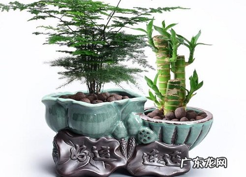 连体花盆适合养什么花