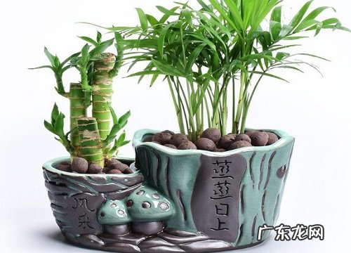 连体花盆适合养什么花