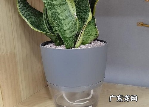 自吸水盆适合养什么花