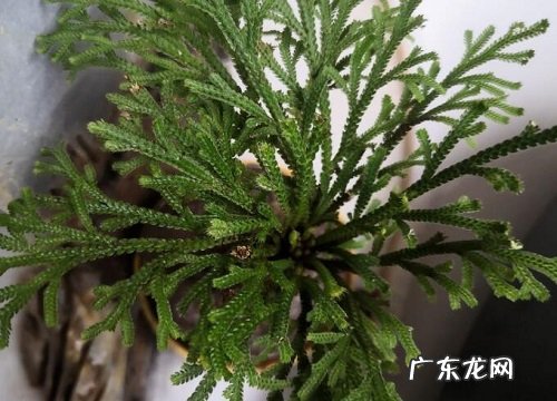 卷柏怕冷还是怕热