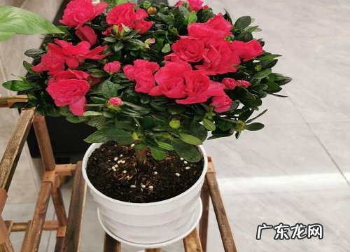 自吸盆适合养什么花