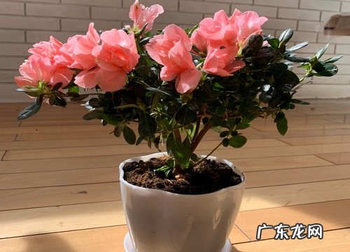 自吸盆适合养什么花