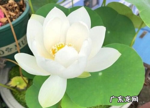 佛堂适合养什么花