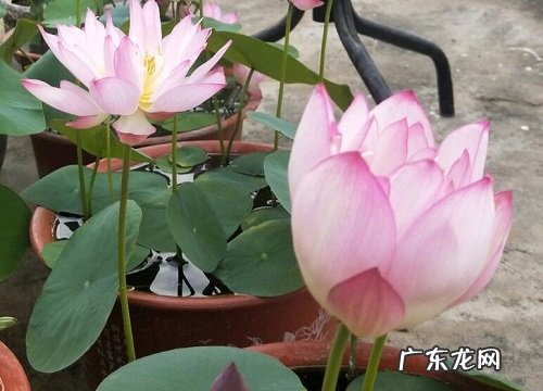 佛堂适合养什么花