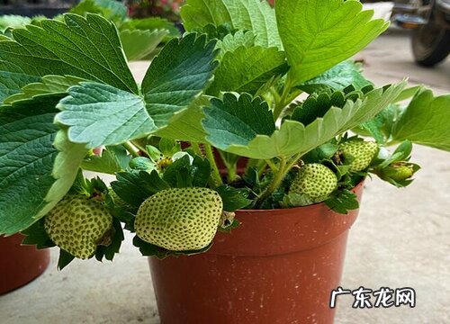 草莓用什么肥料最好