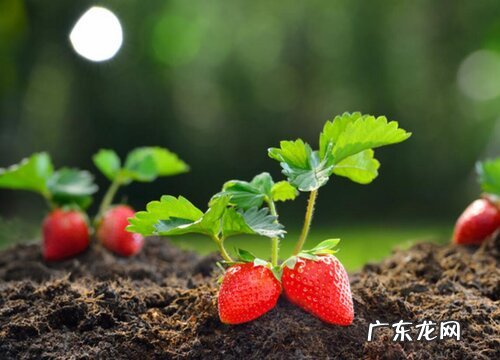 草莓用什么肥料最好