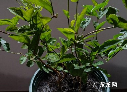 茉莉花怕冷还是怕热