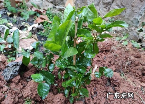 茉莉花怕冷还是怕热