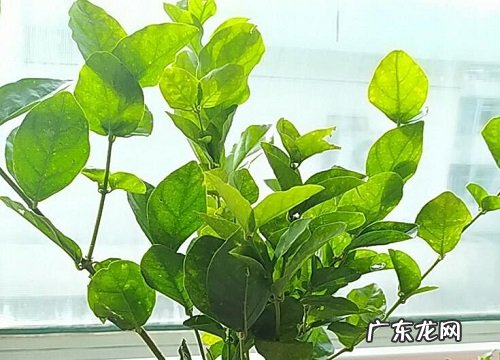 茉莉花怕冷还是怕热