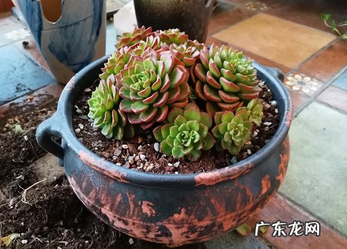 紫砂小盆适合养什么花