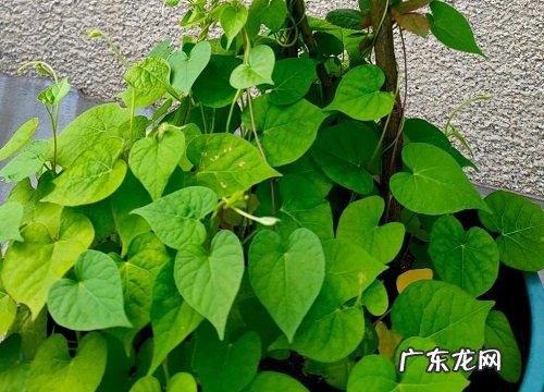 爬藤牵牛花一盆种几颗合适