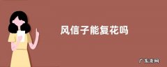 风信子能复花吗