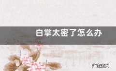 白掌太密了怎么办