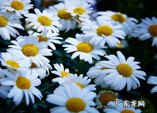 孕妇可以养小雏菊吗