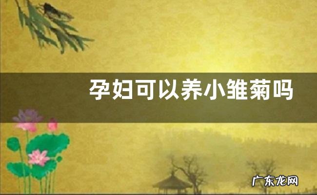 孕妇可以养小雏菊吗