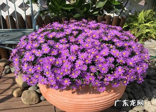 孕妇可以养小雏菊吗