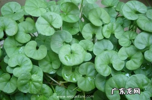 铜钱草太密了怎么办