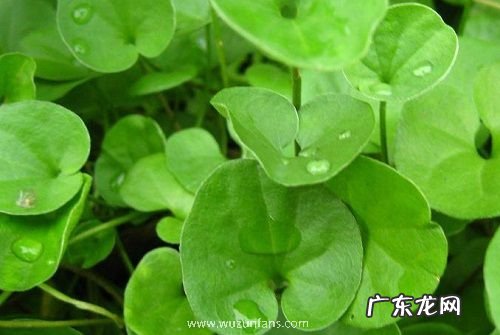 铜钱草太密了怎么办