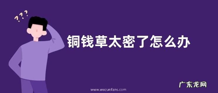 铜钱草太密了怎么办