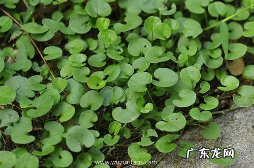 铜钱草太密了怎么办