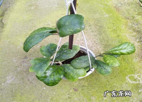 球兰喜光吗 喜阴还是喜欢阳光