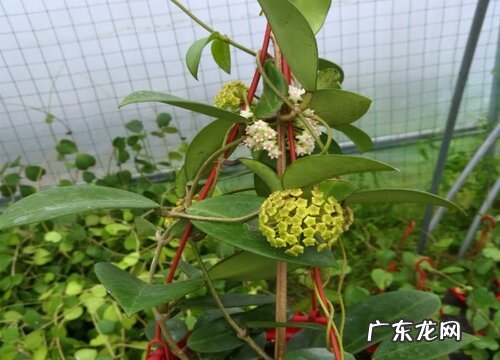 球兰喜光吗 喜阴还是喜欢阳光