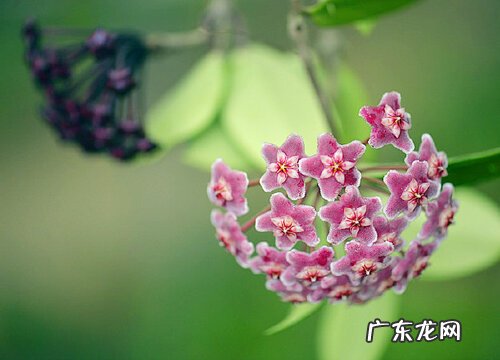 球兰喜光吗 喜阴还是喜欢阳光