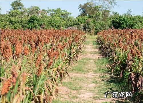 高粱几天出苗 播种到发芽出苗时间