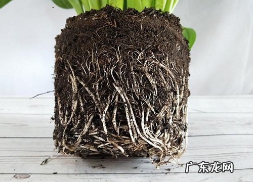 马蹄莲花谢后怎么处理 花谢后养护方法