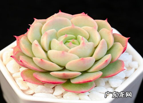 多肉喜水吗 是喜水还是怕水植物