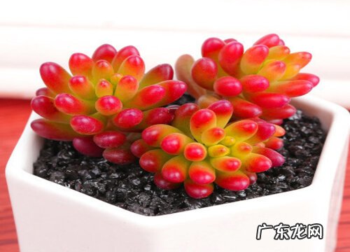 多肉喜水吗 是喜水还是怕水植物