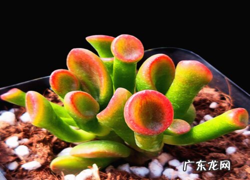 多肉喜水吗 是喜水还是怕水植物