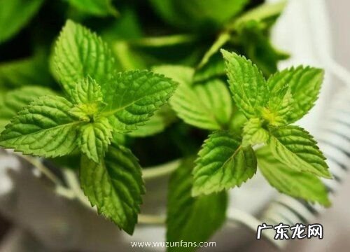 薄荷有毒吗 能在家里养吗