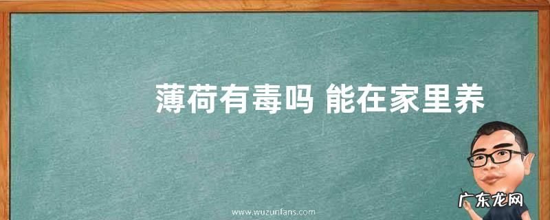 薄荷有毒吗 能在家里养吗