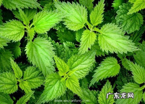 薄荷有毒吗 能在家里养吗