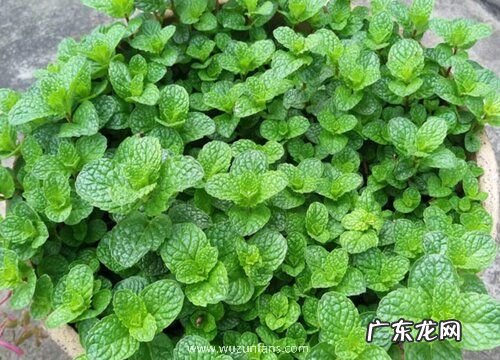 薄荷有毒吗 能在家里养吗