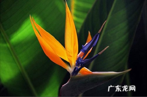 天堂鸟适合放客厅吗 放客厅什么位置好