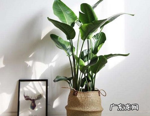 天堂鸟适合放客厅吗 放客厅什么位置好