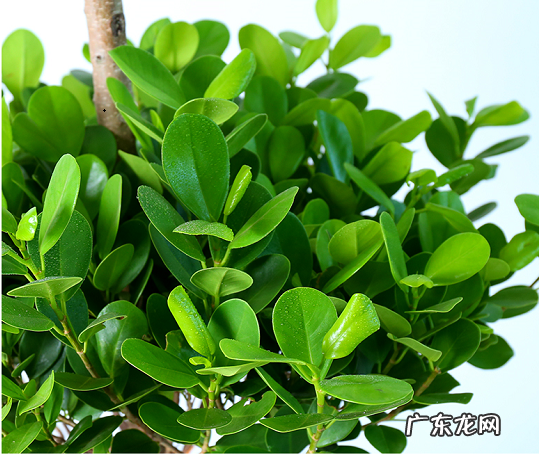 金钱榕树怎么养殖方法和注意事项