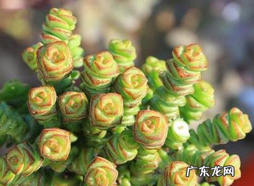 钱串怎么爆盆快