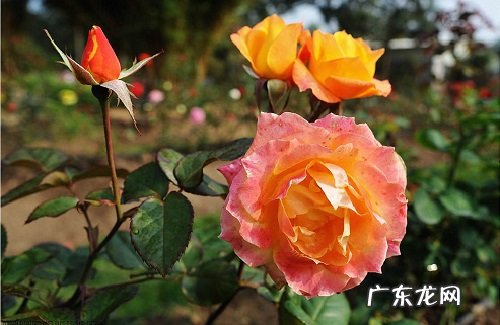 玫瑰花可以淋雨吗 下雨天可以放外面淋雨吗