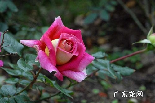 玫瑰花可以淋雨吗 下雨天可以放外面淋雨吗