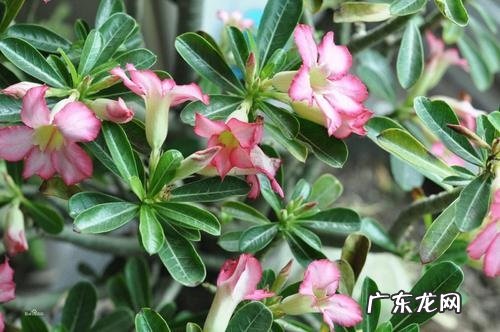 玫瑰花可以淋雨吗 下雨天可以放外面淋雨吗