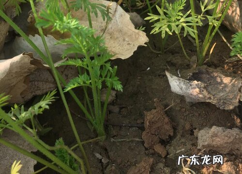 东北胡萝卜什么时候播种