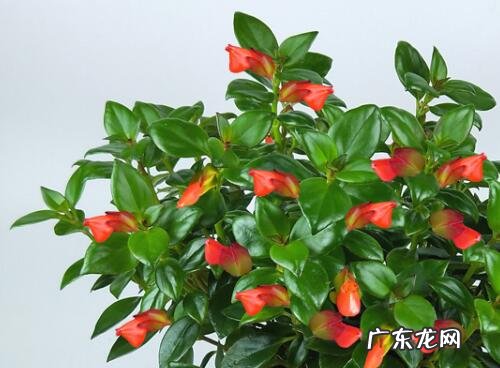 金鱼吊兰怎么爆盆快