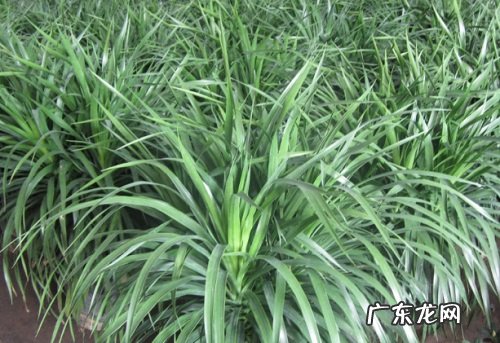 龙血树养几棵好 家里养多少棵合适