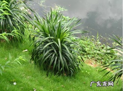 龙血树养几棵好 家里养多少棵合适